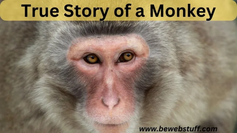 True Story of a monkey