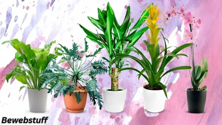 7 Indoor Plants