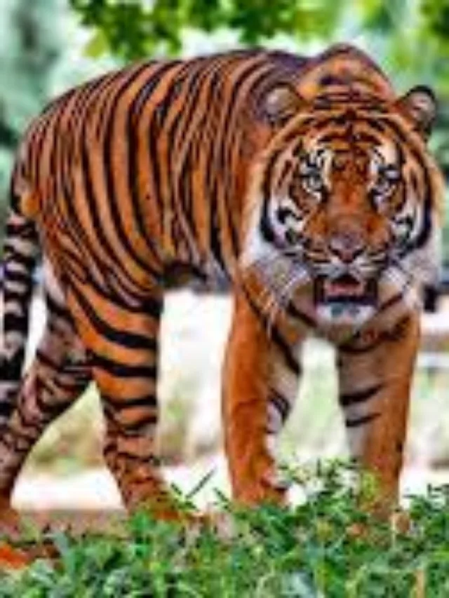 लुप्तप्राय बाघ प्रजातियों के बारे में जागरूकता बढ़ाने के लिए  अंतर्राष्ट्रीय बाघ दिवस,  मनाया जाता है।