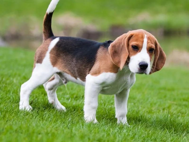 Beagle