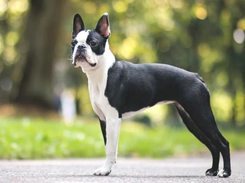 Boston Terrier