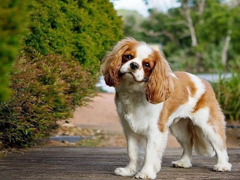 Cavalier King Charles Spaniel