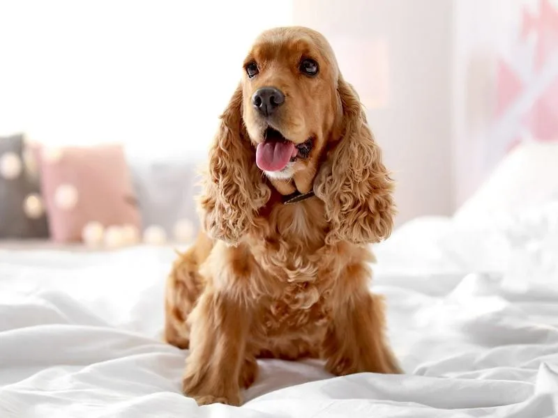 Cocker Spaniel