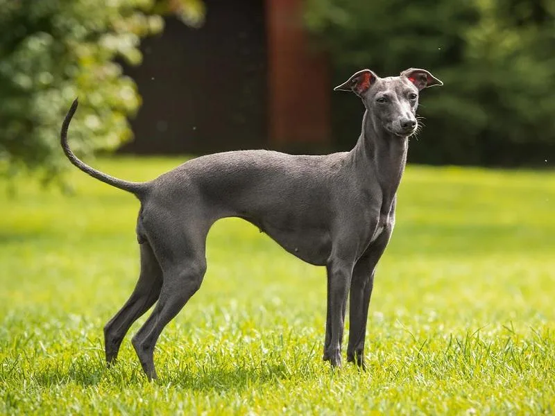 Italian Greyhound