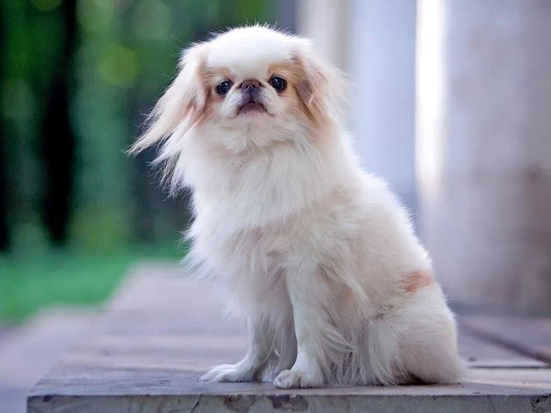 Japanese Spaniel