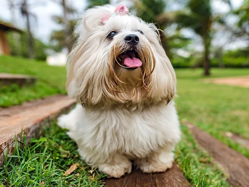 Lhasa Apso