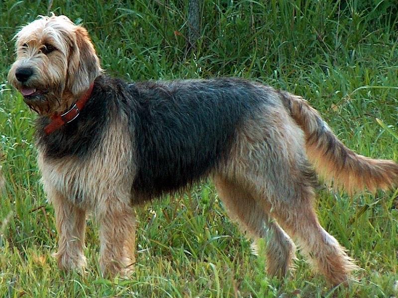 Otterhound