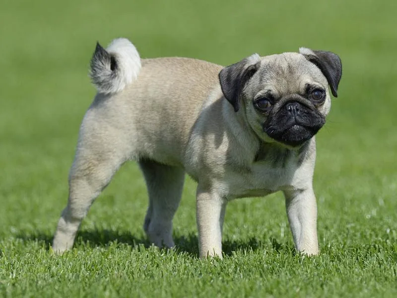 Pug