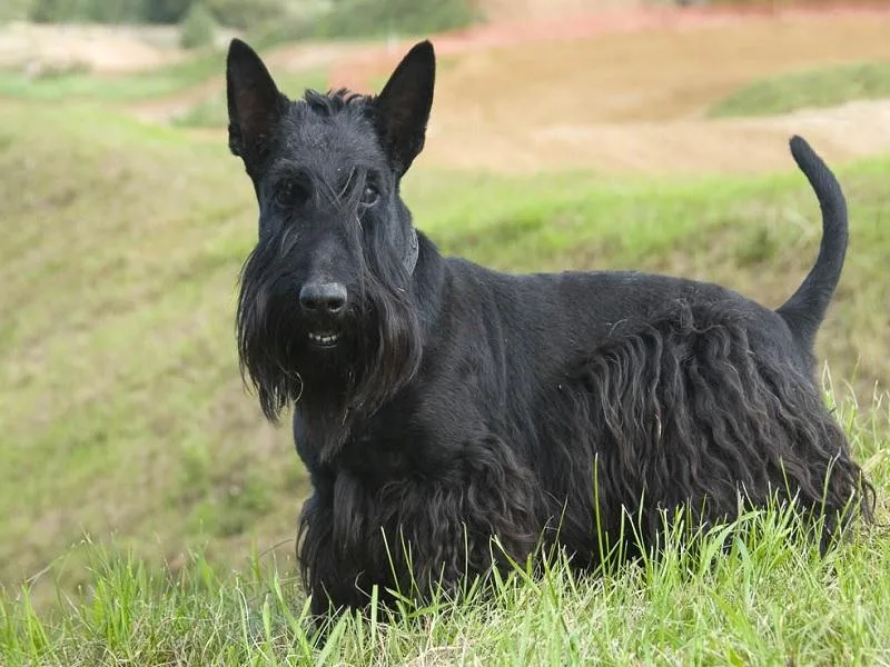 Scottish Terrier