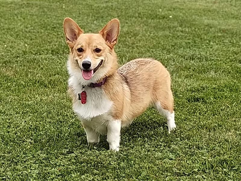 Welsh Corgi Pembroke