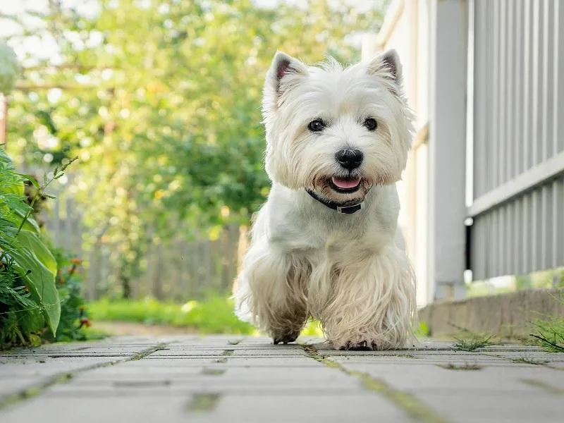 West Highland Terrier