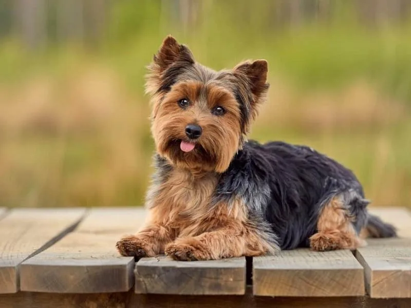 Yorkshire Terrier